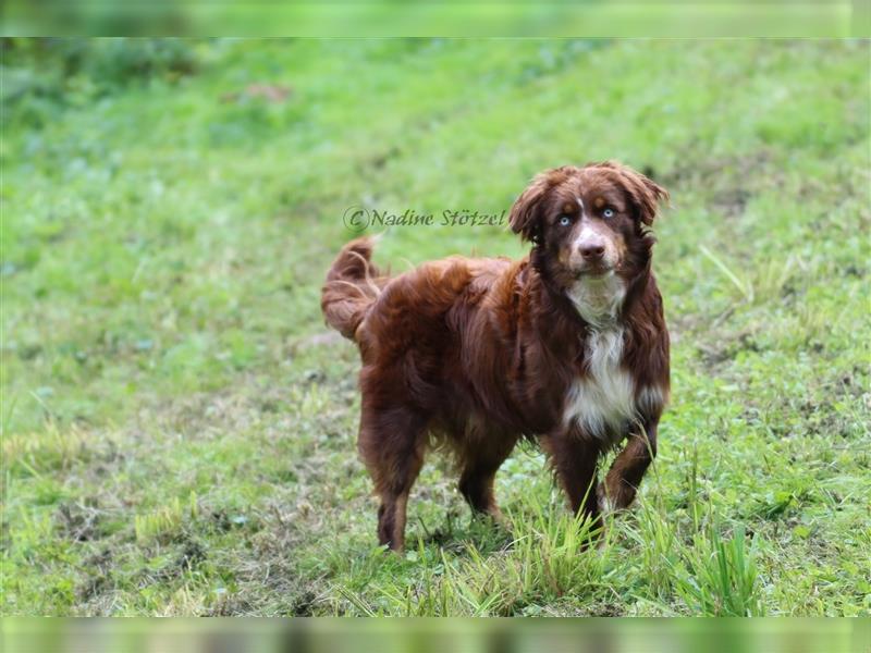 Deckrüde Australian Shepherd Rüde mit MASCA Ahnentafel und vielen Untersuchungen