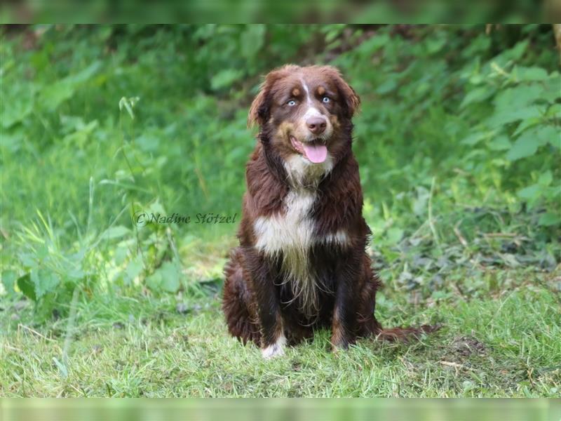 Deckrüde Australian Shepherd Rüde mit MASCA Ahnentafel und vielen Untersuchungen