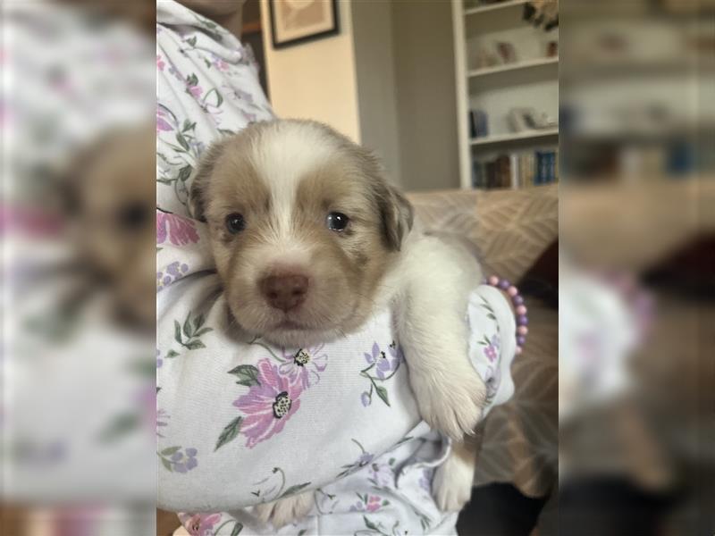 Mini Aussie Welpen zu verkaufen