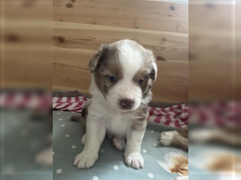 Mini Aussie Welpen zu verkaufen