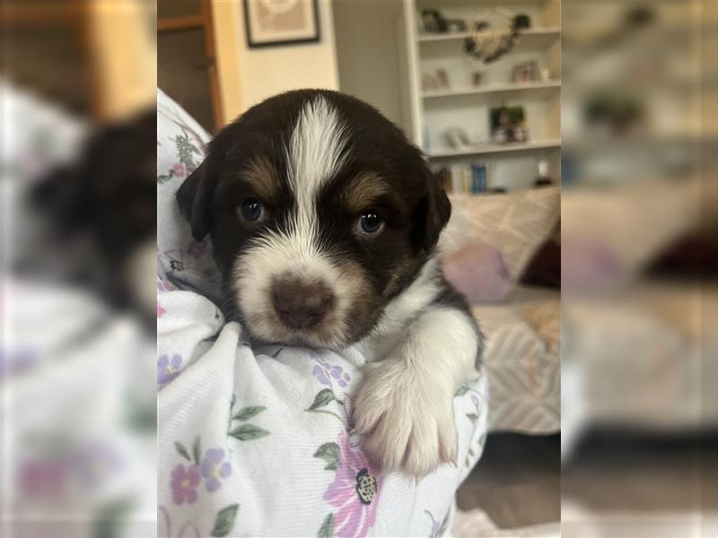 Mini Aussie Welpen zu verkaufen