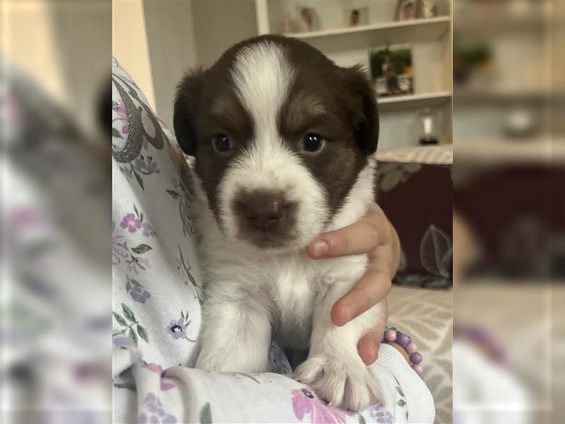 Mini Aussie Welpen zu verkaufen