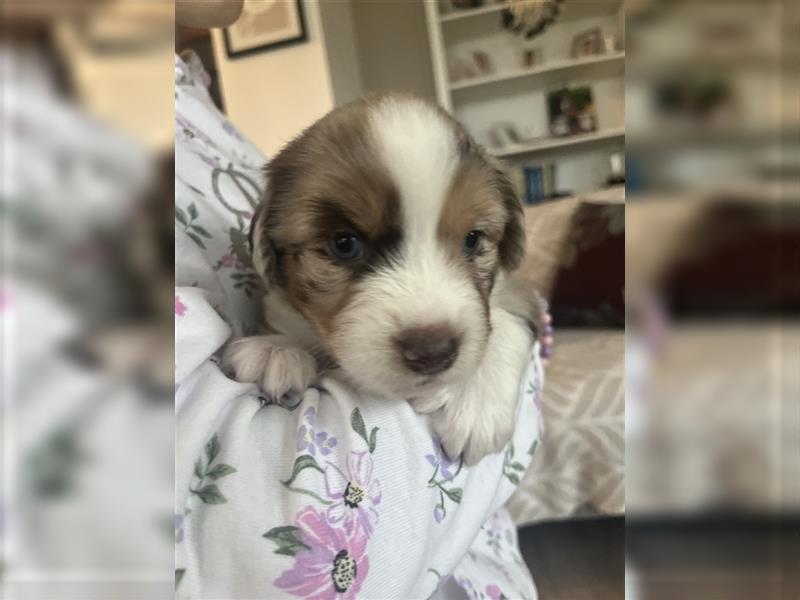 Mini Aussie Welpen zu verkaufen