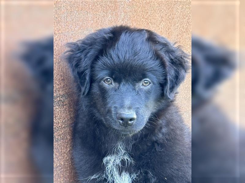 Mini Aussie , Miniature Australian Shepherd Welpe, Rüde