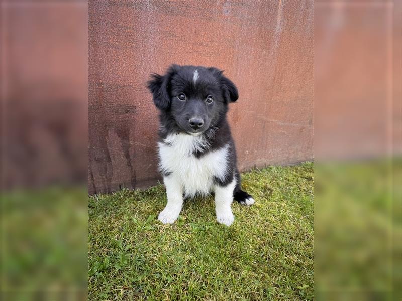 Mini Aussie , Miniature Australian Shepherd Welpe, Rüde