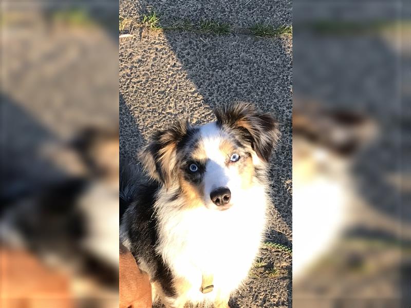 Deckrüde Toy Aussie blue merle + blaue Augen