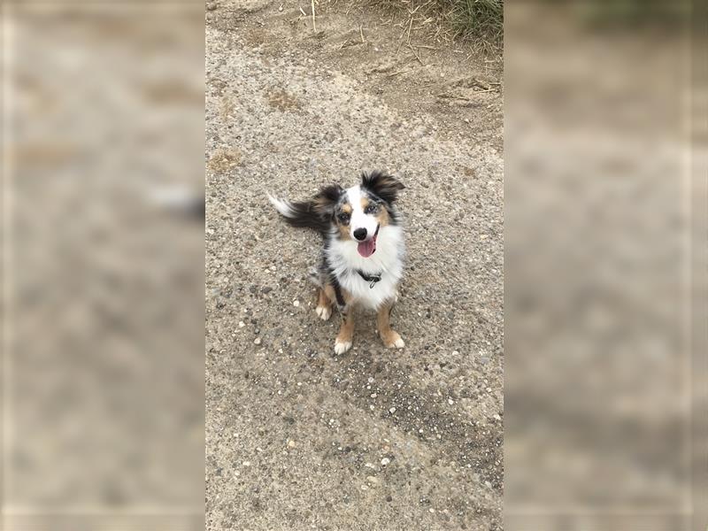 Deckrüde Toy Aussie blue merle + blaue Augen