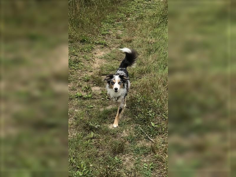 Deckrüde Toy Aussie blue merle + blaue Augen