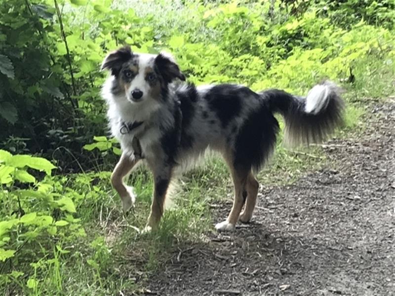 Deckrüde Toy Aussie blue merle + blaue Augen