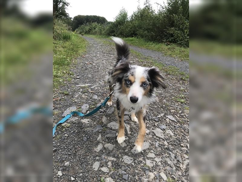 Deckrüde Toy Aussie blue merle + blaue Augen