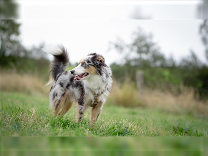 Deckrüde Toy Aussie blue merle + blaue Augen