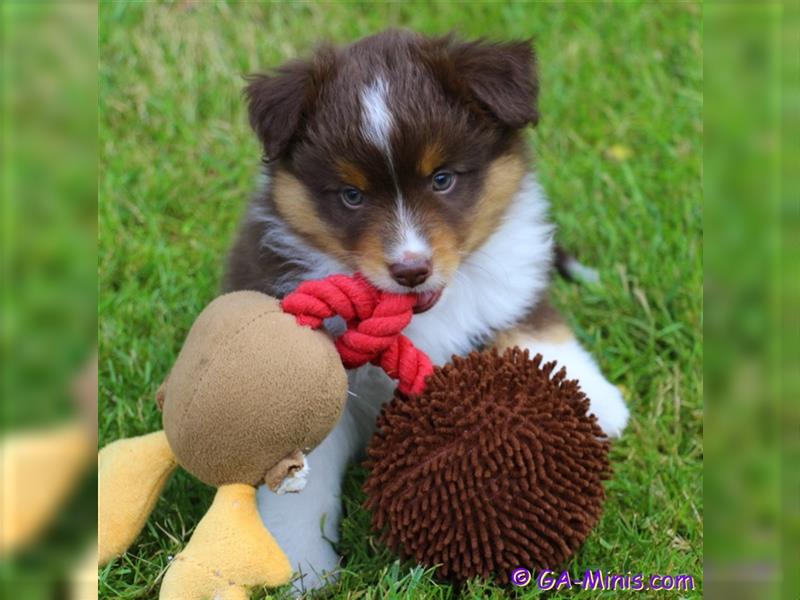 Traumhafter Miniature/ Toy Australian Shepherd Rüde in Red Tri