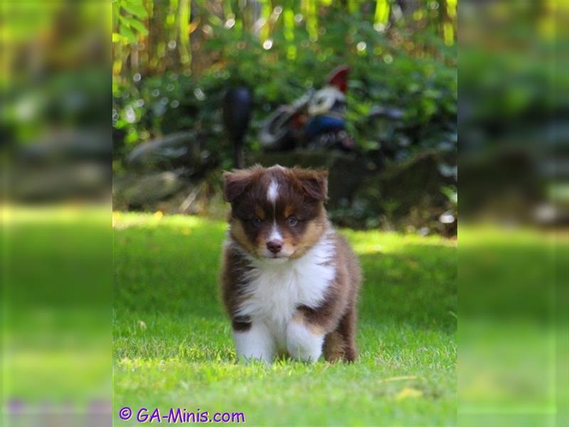 Traumhafter Miniature/ Toy Australian Shepherd Rüde in Red Tri