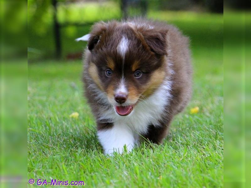 Traumhafter Miniature/ Toy Australian Shepherd Rüde in Red Tri