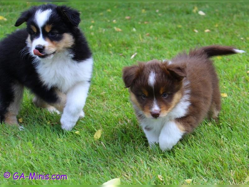 Traumhafter Miniature/ Toy Australian Shepherd Rüde in Red Tri