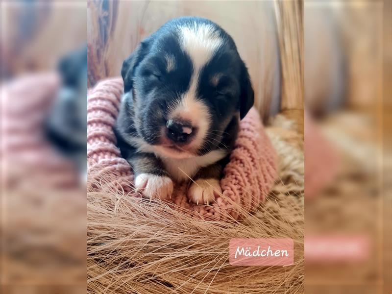 Mini Aussie Miniature Australian Shepherd  American Australien Shepheard Welpen