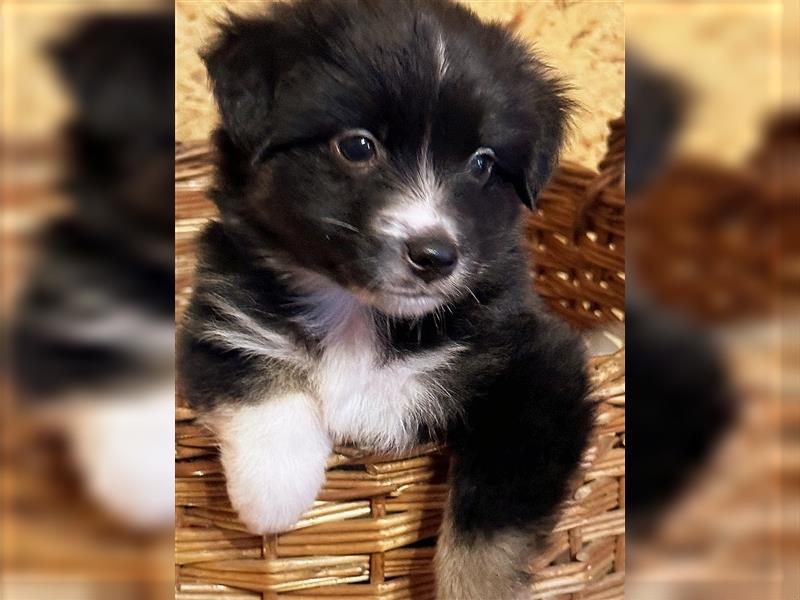 Mini Australian Shepherd aus exclusiver Körzucht