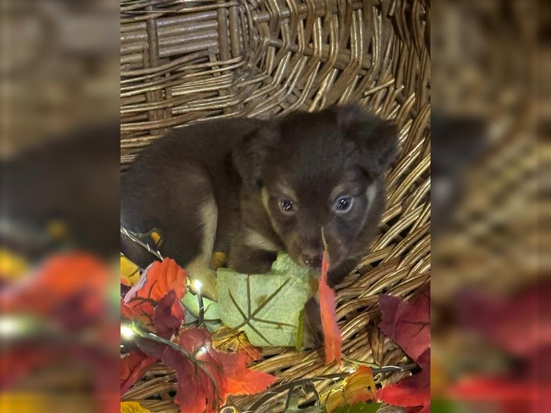 Mini Australian Shepherd aus exclusiver Körzucht