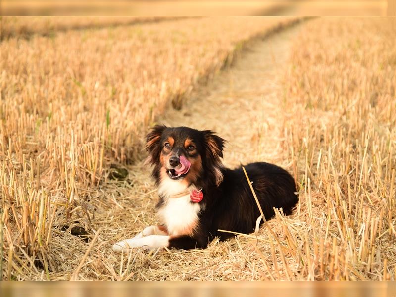 Toy Australian Shepherd Welpen aus renommierten Showlinien