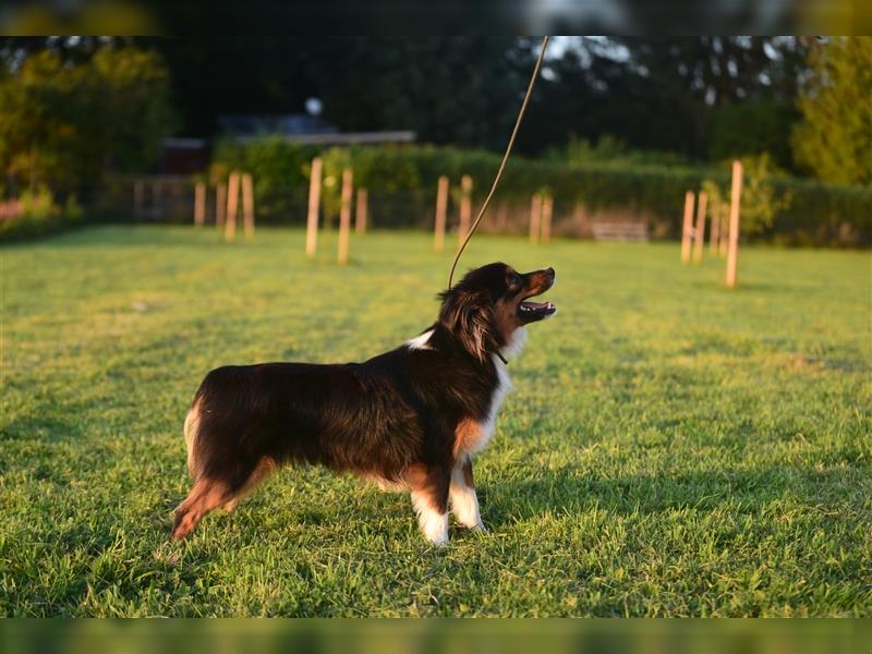 Toy Australian Shepherd Welpen aus renommierten Showlinien