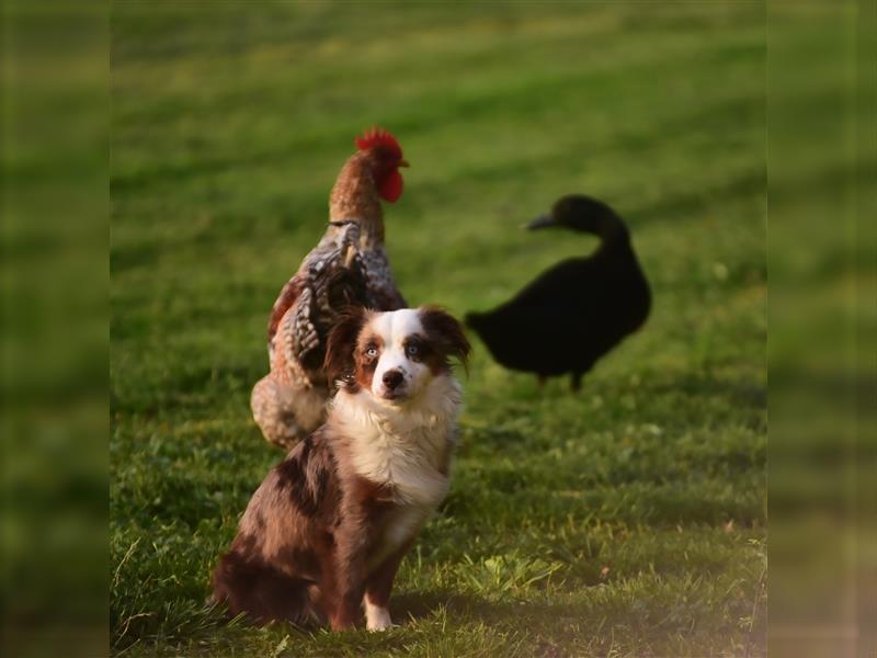 Toy Australian Shepherd Welpen aus renommierten Showlinien