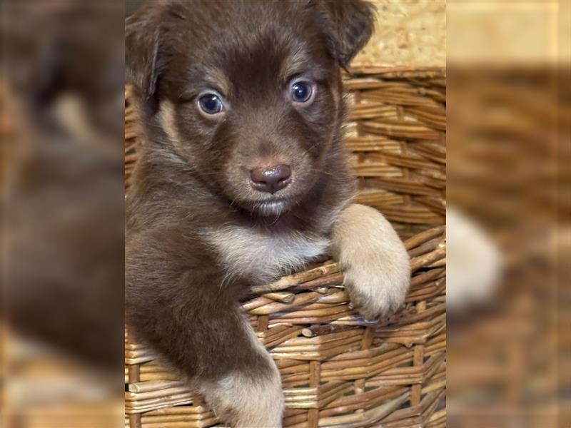 Mini Australian Shepherd aus exclusiver Körzucht