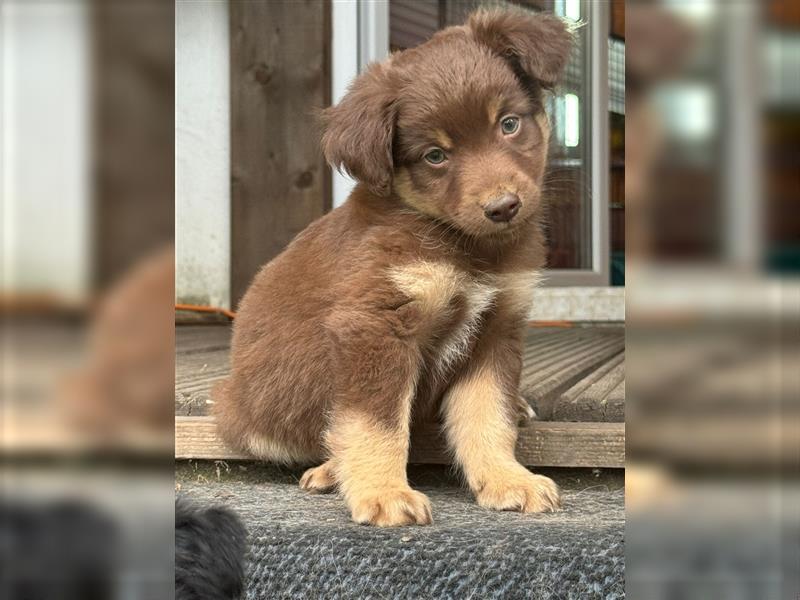 Mini Australian Shepherd aus exclusiver Körzucht