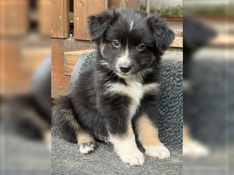 Mini Australian Shepherd aus exclusiver Körzucht