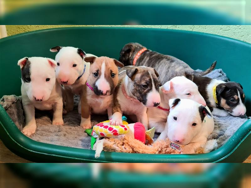 Miniature Bull Terrier Welpen mit Ahnentafel