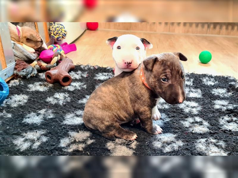 Miniature Bull Terrier Welpen mit Ahnentafel