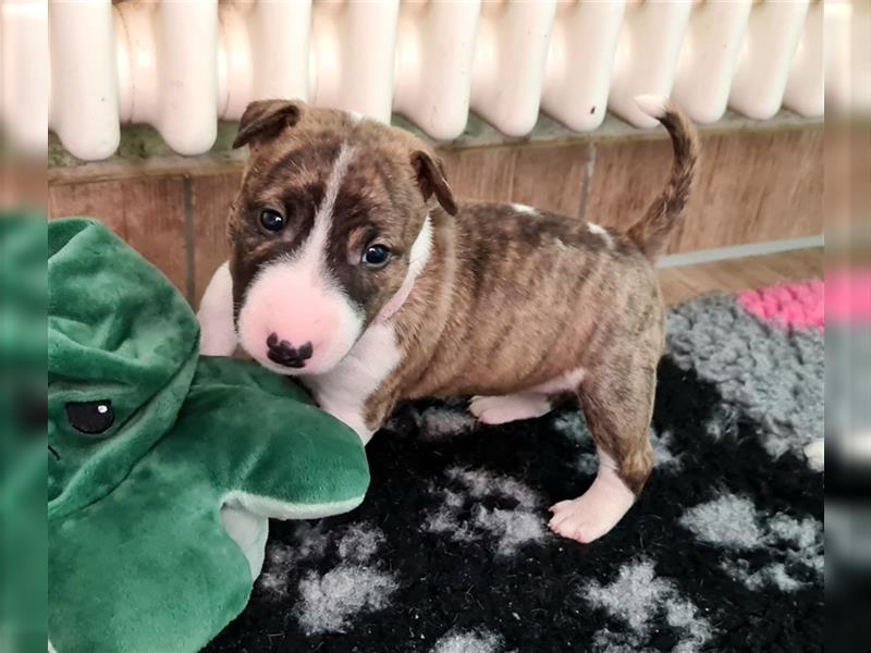 Miniature Bull Terrier Welpen mit Ahnentafel