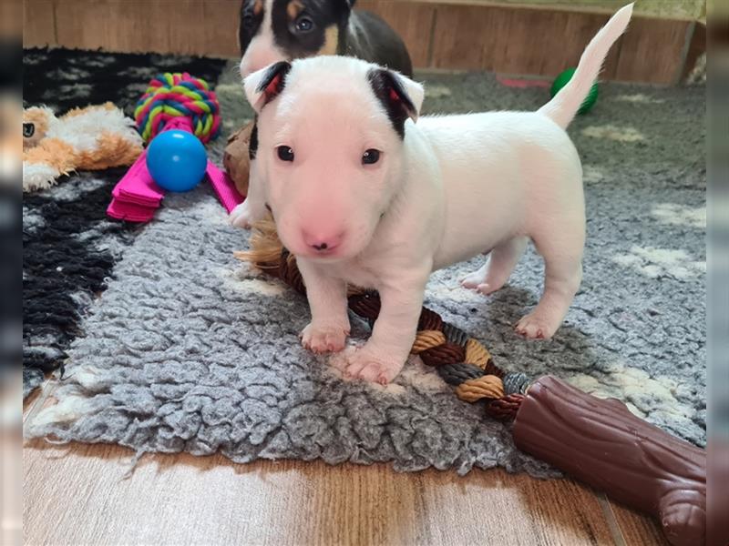 Miniature Bull Terrier Welpen mit Ahnentafel