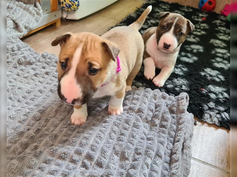 Miniature Bull Terrier Welpen mit Ahnentafel