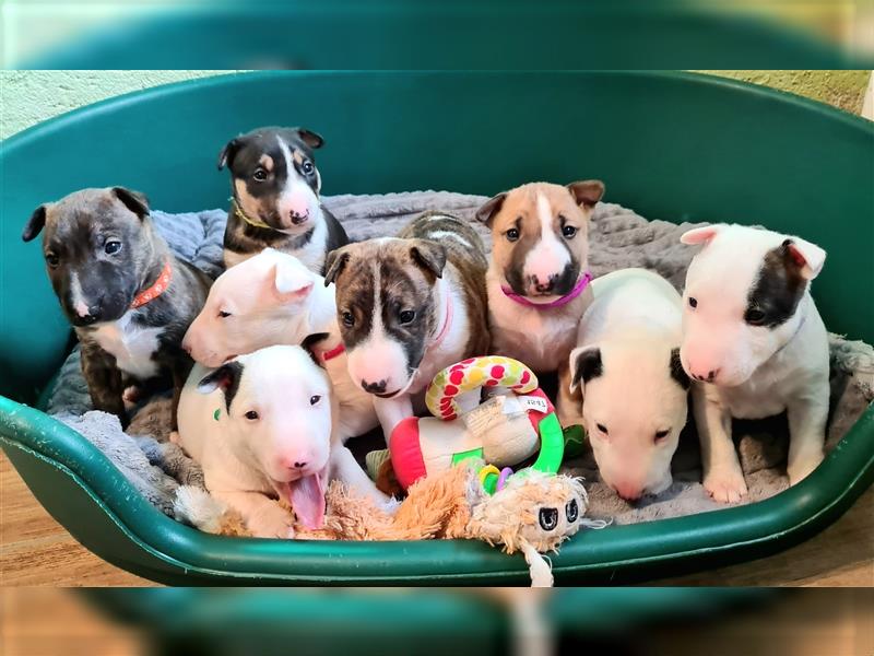 Miniature Bull Terrier Welpen mit Ahnentafel