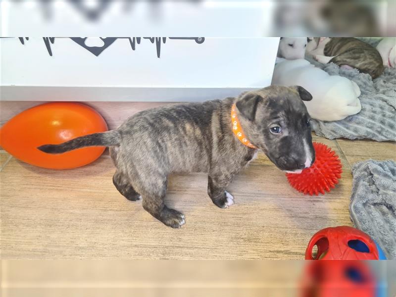 Miniature Bull Terrier Welpen mit Ahnentafel