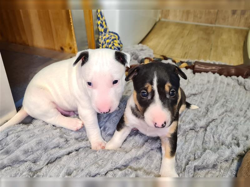 Miniature Bull Terrier Welpen mit Ahnentafel