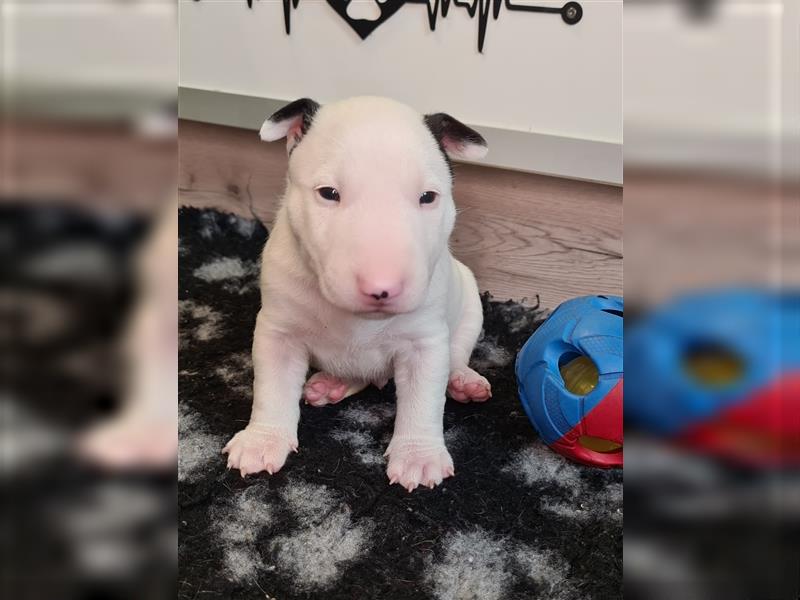 Miniature Bull Terrier Welpen mit Ahnentafel