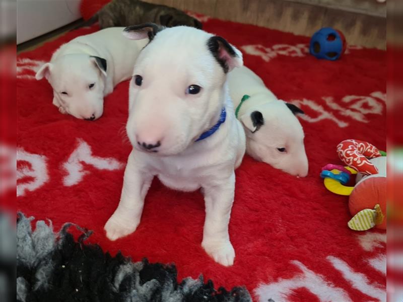 Miniature Bull Terrier Welpen mit Ahnentafel