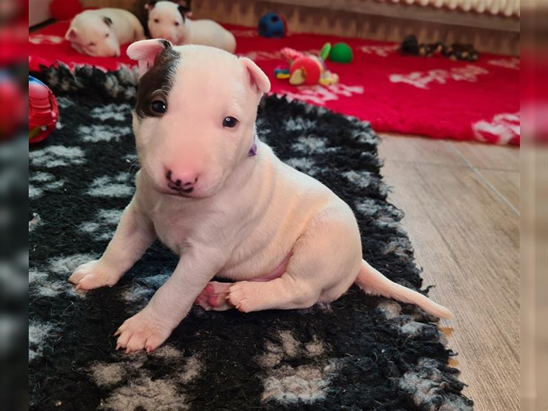 Miniature Bull Terrier Welpen mit Ahnentafel