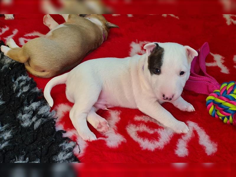 Miniature Bull Terrier Welpen mit Ahnentafel