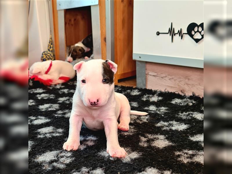 Miniature Bull Terrier Welpen mit Ahnentafel