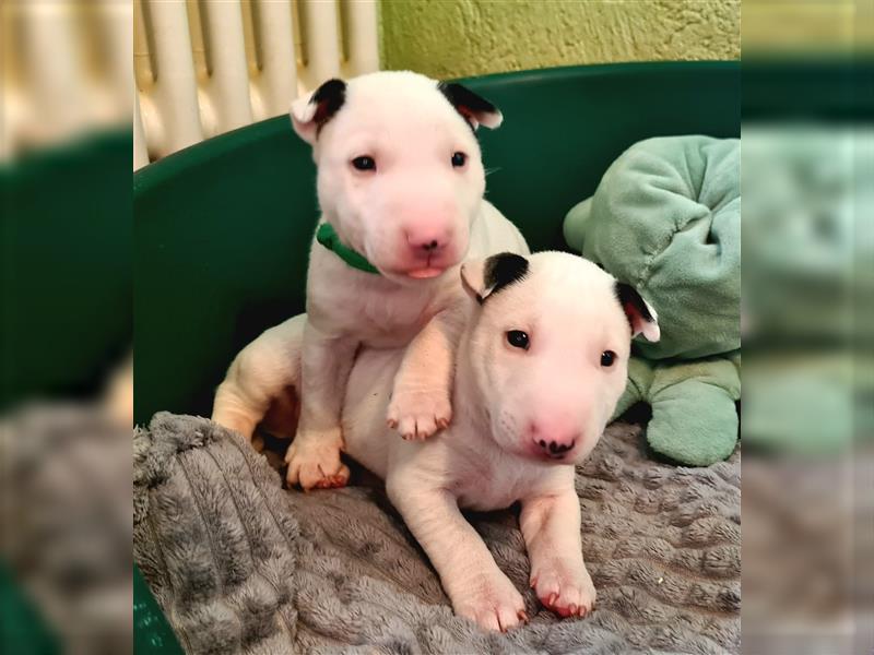 Miniature Bull Terrier Welpen mit Ahnentafel