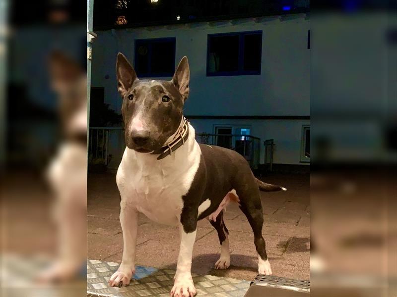 Miniatur Bullterrier Welpen