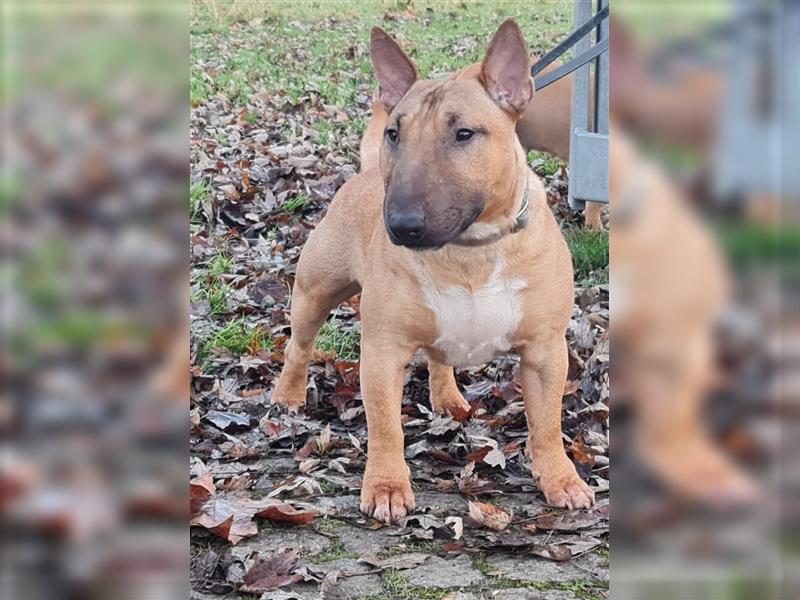 Miniatur Bullterrier Welpen