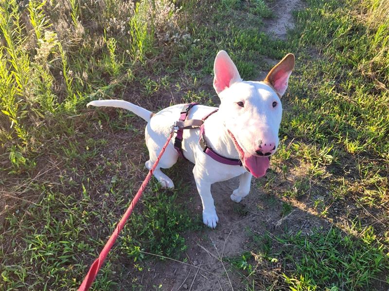 Mini Bullterrier sucht neues Zuhause