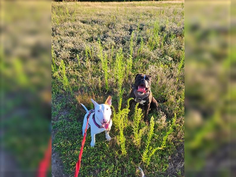 Mini Bullterrier sucht neues Zuhause