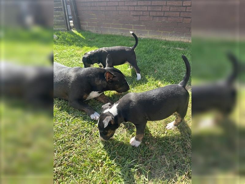 Miniatur-Bullterrier Welpen zu verkaufen – Zwei Mädchen!