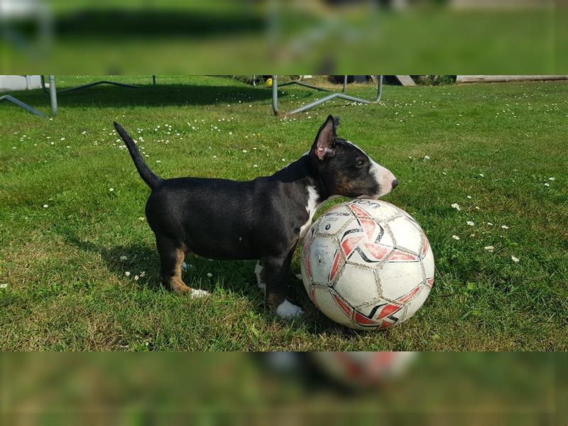 Miniatur Bullterrier (Mädchen)