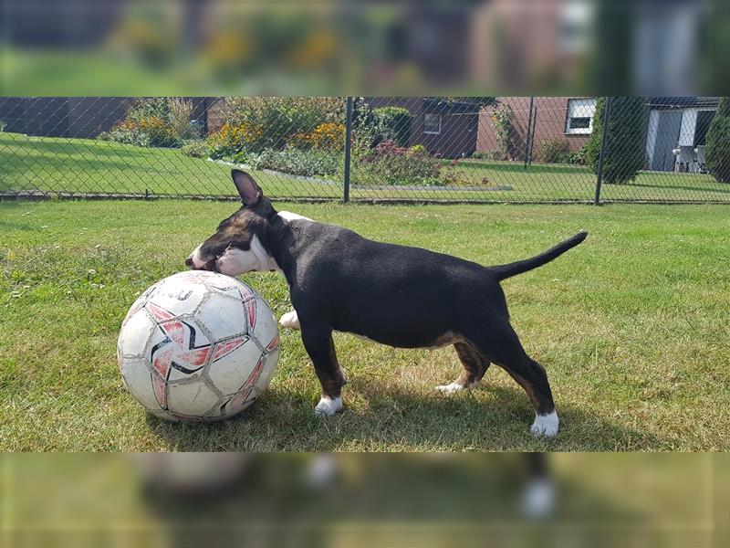 Miniatur Bullterrier (Mädchen)