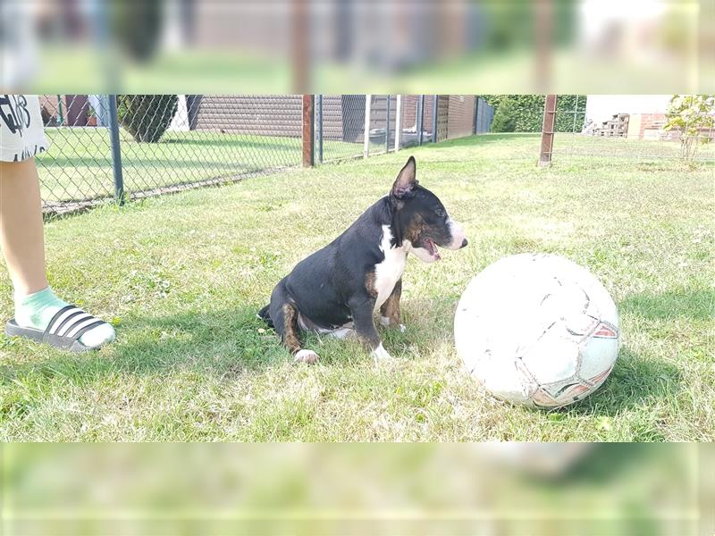 Miniatur Bullterrier (Mädchen)